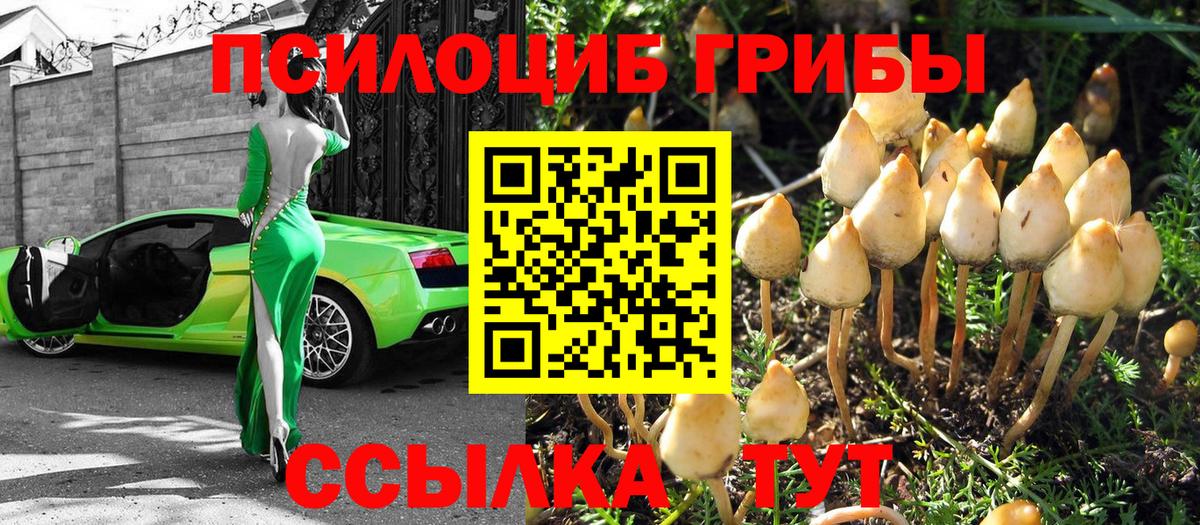 Псилоцибиновые грибы Psilocybe  Вход с VPN  купить   Кизляр 